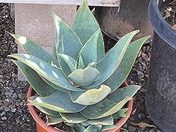 Ghost Aloe (Aloe striata x maculata) at A Very Successful Garden Center