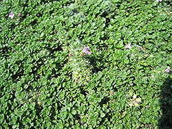 Elfin Creeping Thyme (Thymus praecox 'Elfin') at Stonegate Gardens