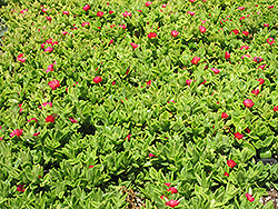 Red Apple Baby Sun Rose (Mesembryanthemum 'Red Apple') at Stonegate Gardens