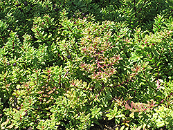 Pink Groundcover Myoporum (Myoporum parvifolium 'Pink Form') at Stonegate Gardens
