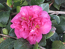 October Magic Rose Camellia (Camellia sasanqua 'Green 98-009') at Stonegate Gardens