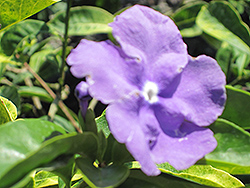 Yesterday Today And Tomorrow (Brunfelsia pauciflora 'Macrantha') at Stonegate Gardens