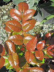 Oregon Grape (Mahonia aquifolium) at Lakeshore Garden Centres
