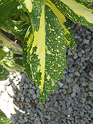 Variegated Japanese Aucuba (Aucuba japonica 'Variegata') at Stonegate Gardens