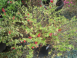 Crangrape Cuphea (Cuphea llavea 'Crangrape') at Stonegate Gardens