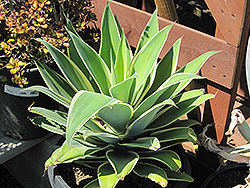 Ray of Light Fox Tail Agave (Agave attenuata 'AGAVWS') at Stonegate Gardens