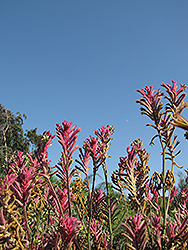 Kanga Pink Kangaroo Paw (Anigozanthos 'Kanga Pink') at A Very Successful Garden Center