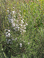 Snow White Tea-Tree (Leptospermum scoparium 'Snow White') at Stonegate Gardens