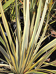 Pancho's Sport New Zealand Flax (Phormium 'Pancho's Sport') at Stonegate Gardens
