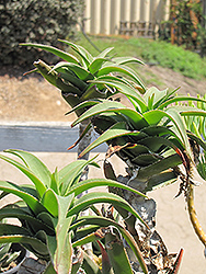 Firewall Groundcover Aloe (Aloe ciliaris 'Firewall') at Stonegate Gardens