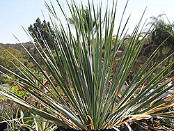 Blue Velvet Big Bend Yucca (Yucca rostrata 'Blue Velvet') at Stonegate Gardens