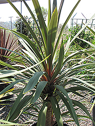 Sundance Grass Palm (Cordyline australis 'Sundance') at Stonegate Gardens