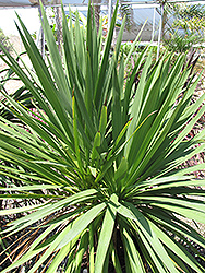Forest Cabbage Tree (Cordyline banksii) at Stonegate Gardens