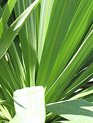 Forest Cabbage Tree (Cordyline banksii) at Stonegate Gardens