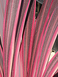 Electric Pink Cordyline (Cordyline banksii 'Sprilecpink') at Stonegate Gardens