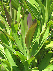 Soledad Purple Hawaiian Ti Plant (Cordyline fruticosa 'Soledad Purple') at Stonegate Gardens