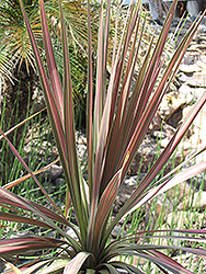 Pink Stripe Cabbage Palm (Cordyline australis 'Pink Stripe') at Stonegate Gardens