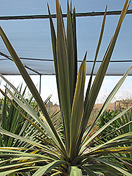 Sunset Grass Palm (Cordyline australis 'Sunset') at Stonegate Gardens