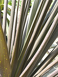Paradise Grass Palm (Cordyline australis 'Paradise') at Stonegate Gardens