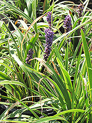 Gold Band Lily Turf (Liriope muscari 'Gold Band') at Stonegate Gardens