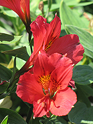Red Alstroemeria (Alstroemeria 'Red') at Stonegate Gardens