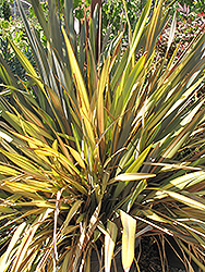 Terracotta New Zealand Flax (Phormium 'Terracotta') at Stonegate Gardens