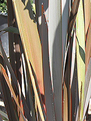 Rubrum New Zealand Flax (Phormium 'Rubrum') at Stonegate Gardens