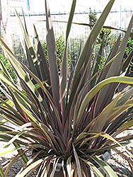 Pink Stripe New Zealand Flax (Phormium 'Pink Stripe') at Stonegate Gardens