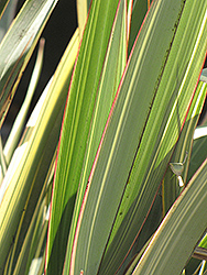Tricolor New Zealand Flax (Phormium cookianum 'Tricolor') at Stonegate Gardens