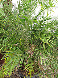 Pygmy Date Palm (shrub form) (Phoenix roebelenii (shrub form)) at Stonegate Gardens