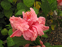 Kona Hibiscus (Hibiscus rosa-sinensis 'Kona') at Stonegate Gardens