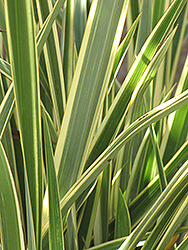 Wings of Gold New Zealand Flax (Phormium 'Wings of Gold') at Stonegate Gardens