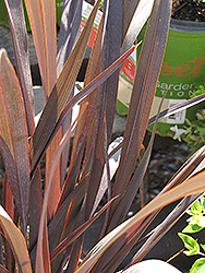 Black Adder New Zealand Flax (Phormium 'FIT01') at Stonegate Gardens
