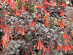 Gartenmeister Fuchsia (Fuchsia 'Gartenmeister Bonstedt') at Stonegate Gardens