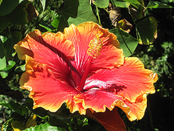 Bonnie B Hibiscus (Hibiscus rosa-sinensis 'Bonnie B') at Stonegate Gardens