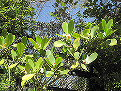 Autograph Tree (Clusia rosea) at Stonegate Gardens