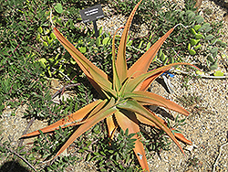 Paulian Aloe (Aloe bulbillifera var. paulianae) at Stonegate Gardens