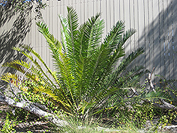 Voi Cycad (Encephalartos kisambo) at Stonegate Gardens