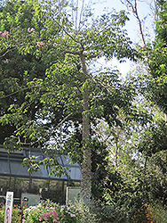 Willis Jr. Silk Floss Tree (Ceiba speciosa 'Willis Jr.') at Stonegate Gardens