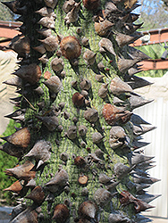 Willis Jr. Silk Floss Tree (Ceiba speciosa 'Willis Jr.') at Stonegate Gardens