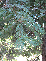 Aptos Blue Coast Redwood (Sequoia sempervirens 'Aptos Blue') at Stonegate Gardens