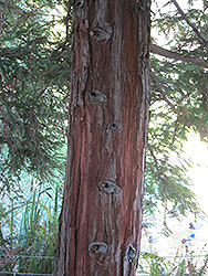 Aptos Blue Coast Redwood (Sequoia sempervirens 'Aptos Blue') at Stonegate Gardens