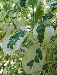 Variegated Arabian Lilac (Vitex trifolia var. variegata) at Stonegate Gardens