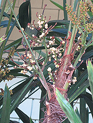 Lady Palm (Rhapis excelsa) at Stonegate Gardens