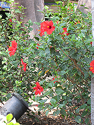 Brilliant Hibiscus (Hibiscus rosa-sinensis 'Brilliant') at Stonegate Gardens