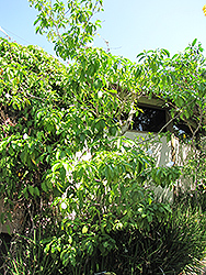 Lateira (Tabernaemontana fuchsiaefolia) at Stonegate Gardens