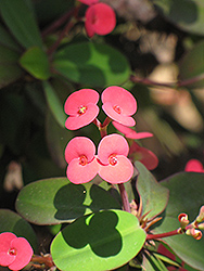 Crown Of Thorns (Euphorbia milii) at Stonegate Gardens