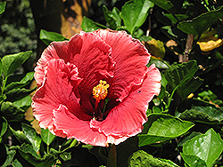 Gypsy Music Hibiscus (Hibiscus rosa-sinensis 'Gypsy Music') at Stonegate Gardens
