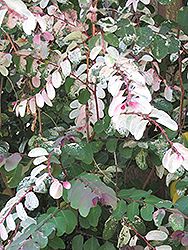 Snow Bush (Breynia disticha) at Stonegate Gardens