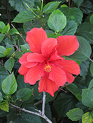 Anderson's Double Red Hibiscus (Hibiscus rosa-sinensis 'Anderson's Double Red') at Stonegate Gardens